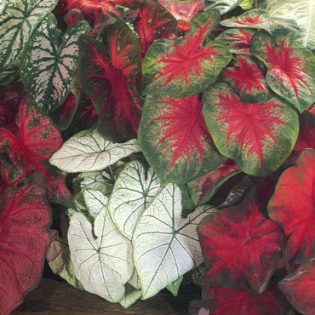 Caladium Bulbs