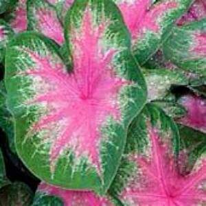 Caladium Rosebud